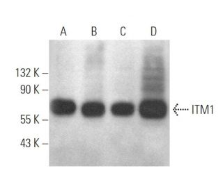 ITM1 Antibody (A-2) - Western Blotting - Image 373091 