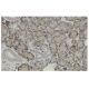 ITM1 Antibody (JA-07) - Immunohistochemistry - Image 36164 