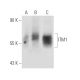 ITM1 Antibody (JA-07) - Western Blotting - Image 19910
