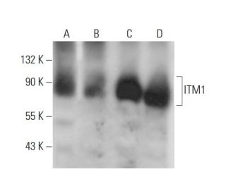 ITM1 Antibody (JA-07) - Western Blotting - Image 130625 