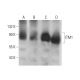 ITM1 Antibody (JA-07) - Western Blotting - Image 130625 