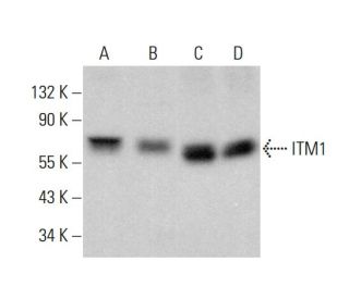 ITM1 Antibody (A-2) - Western Blotting - Image 383281