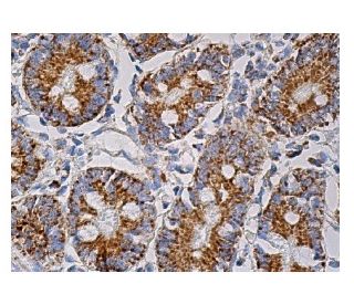 ITM2B Antibody (C-8) - Immunohistochemistry - Image 159547 