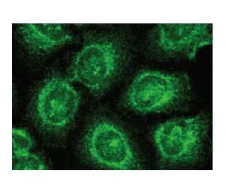ITM2B Antibody (H-11) - Immunofluorescence - Image 149365 