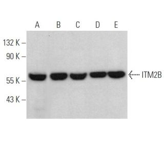 ITM2B Antibody (C-8) - Western Blotting - Image 367330Each CRISPR/Cas9 Knockout (KO) Plasmid product consists of a pool of 3 plasmids designed to ensure identification and cleavage of a specific gene for maximum knockout efficiency. Each plasmid encodes a unique 20 nt sequence derived from the GeCKO (v2) library.