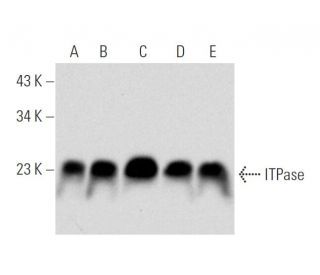ITPase Antibody (A-4) - Western Blotting - Image 319776 