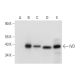 IVD Antibody (A-8) - Western Blotting - Image 318320 