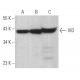 IVD Antibody (A-8) - Western Blotting - Image 366576