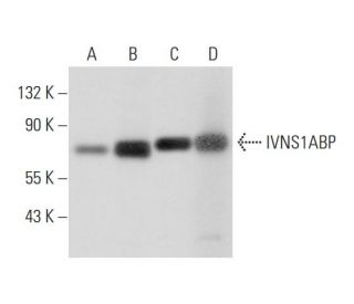 IVNS1ABP Antibody (G-9) - Western Blotting - Image 311921 