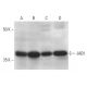 western blotting image from recommended JAB1 (B-7) monoclonal antibody replacement. Image 784