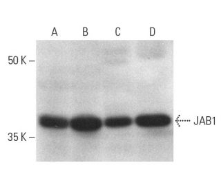western blotting image from recommended JAB1 (B-7) monoclonal antibody replacement. Image 784