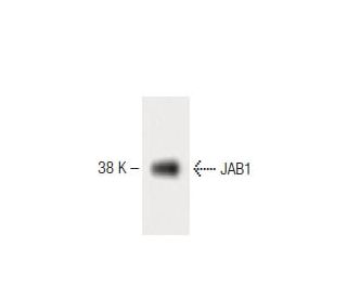 JAB1 Antibody (42) - Western Blotting - Image 60190
