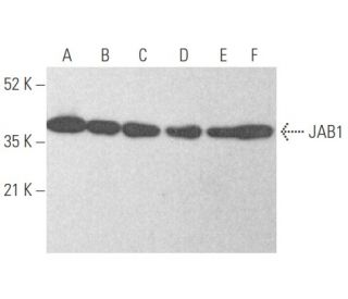 JAB1 Antibody (G-10) - Western Blotting - Image 354640