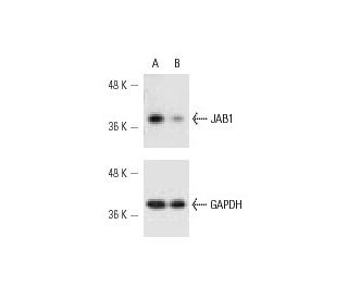 JAB1 siRNA (h): sc-35717. Western blot analysis of JAB1 expression in non-transfected control (A) and JAB1 siRNA transfect 