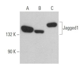 western blotting image from recommended Jagged1 (E-12) monoclonal antibody replacement. Image 361151