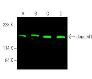 Jagged1 Antibody (E-12) - Western Blotting - Image 374246 