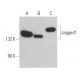 western blotting image from recommended Jagged1 (E-12) monoclonal antibody replacement. Image 361151