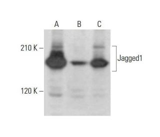 Jagged1 Antibody (E-12) - Western Blotting - Image 352079SAM Transcription Activation: SAM system utilizing dCas9-VP64, MS2-P65-HSF1, and sgRNA for precise gene transcription activation.