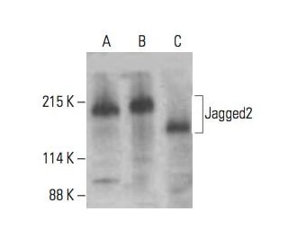 Jagged2 Antibody (G-12) - Western Blotting - Image 394298