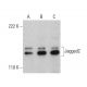 western blotting image from recommended Jagged2 (F-4) monoclonal antibody replacement. Image 380985
