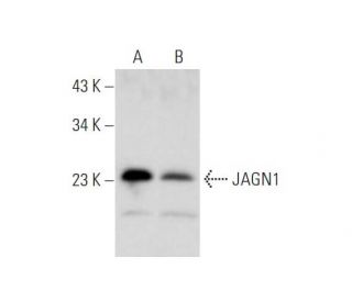 JAGN1 Antibody (C-3) - Western Blotting - Image 345909 
