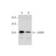 JAGN1 Antibody (C-3) - Western Blotting - Image 345909 