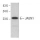 JAGN1 Antibody (C-3) - Western Blotting - Image 376356