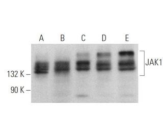 JAK1 Antibody (A-9) - Western Blotting - Image 375115 