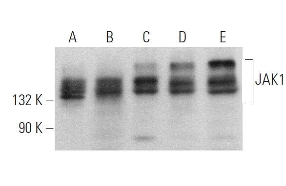 JAK1 Antibody (A-9) | SCBT - Santa Cruz Biotechnology