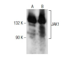 tAkuページ JAK1 Antibody (B-3) | SCBT - Santa Cruz Biotechnology