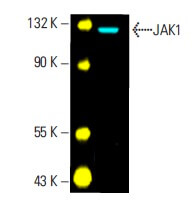 tAkuページ JAK1 Antibody (B-3) | SCBT - Santa Cruz Biotechnology