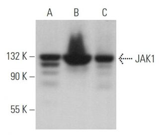 western blotting image from recommended JAK1 (B-3) monoclonal antibody replacement. Image 362255