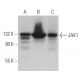 western blotting image from recommended JAK1 (B-3) monoclonal antibody replacement. Image 362255