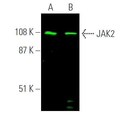 JAK2 Antibody (C-10) | SCBT - Santa Cruz Biotechnology JAK2 Antibody (C-10) | SCBT - Santa Cruz Biotechnology