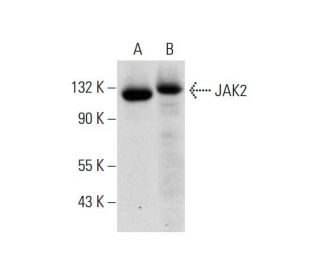 western blotting image from recommended JAK2 (C-10) monoclonal antibody replacement. Image 320285