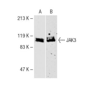 JAK3 Antibody (B-12) - Western Blotting - Image 2169The Double Nickase Plasmid features a U6 promoter for sgRNA expression, a 20 nt targeting sequence, and a gRNA scaffold to guide Cas9n. It includes a CBh promoter for Cas9n (D10A) and puromycin resistance, GFP for transfection verification, and nuclear localization signals (NLS). The 2A peptide allows co-expression of Cas9n and Puro from a single promoter, enabling precise genome editing with reduced off-target effects. 