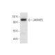 JAKMIP2 Antibody (G-2) - Western Blotting - Image 296913