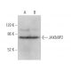 JAKMIP2 Antibody (G-2) - Western Blotting - Image 375018 