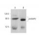 JAKMIP2 Antibody (G-2) - Western Blotting - Image 375019 