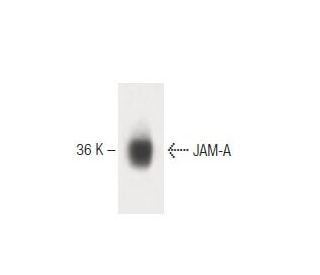 JAM-A Antibody (43) - Western Blotting - Image 60334