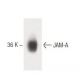 JAM-A Antibody (43) - Western Blotting - Image 60334