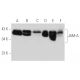 Este anticuerpo policlonal ha dejado de fabricarse. Consulta nuestro anticuerpo monoclonal recomendado <a href="jam-a-antibody-j10-4">JAM-A (J10.4)</a> (se muestran datos de muestra). western blotting image from recommended JAM-A (J10.4) monoclonal antibody replacement. Image 13981