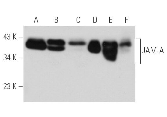 JAM-A Antibody (J10.4) | SCBT - Santa Cruz Biotechnology