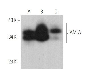 JAM-A Antibody (J3F.1) - Western Blotting - Image 375161 