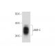 JAM-C Antibody (13Y07) - Western Blotting - Image 137747
