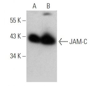 JAM-C Antibody (13Y07) - Western Blotting - Image 368249 
