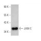 JAM-C Antibody (A-4) - Western Blotting - Image 372263 