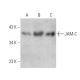 JAM-C Antibody (A-4) - Western Blotting - Image 374545 