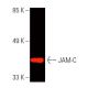 JAM-C Antibody (A-4) - Western Blotting - Image 388891