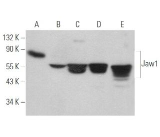 Jaw1 Antibody (D-12) - Western Blotting - Image 371307 